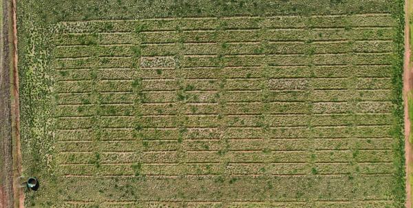 Arial view of urine patches in a nitrogen and potassium deficient paddock